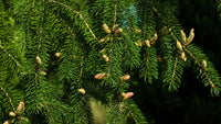 Norway Spruce Raymur Springs (Picea abies)