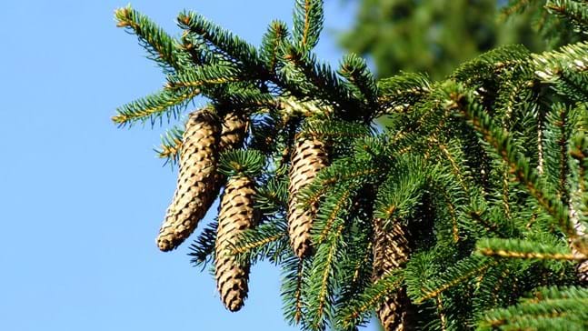 Norway Spruce Raymur Springs (Picea abies)