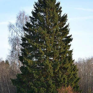 Norway Spruce Raymur Springs (Picea abies)