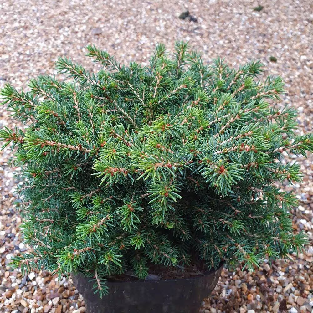 Norway Spruce Raymur Springs (Picea abies)