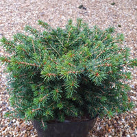 Norway Spruce Raymur Springs (Picea abies)