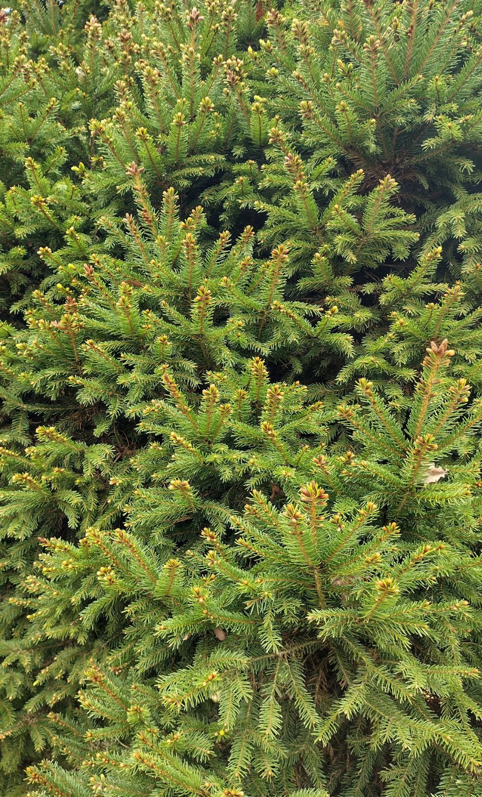 Norway Spruce Reflexa (Picea abies)