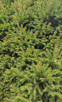 Norway Spruce Reflexa (Picea abies) - Ladybird Nursery