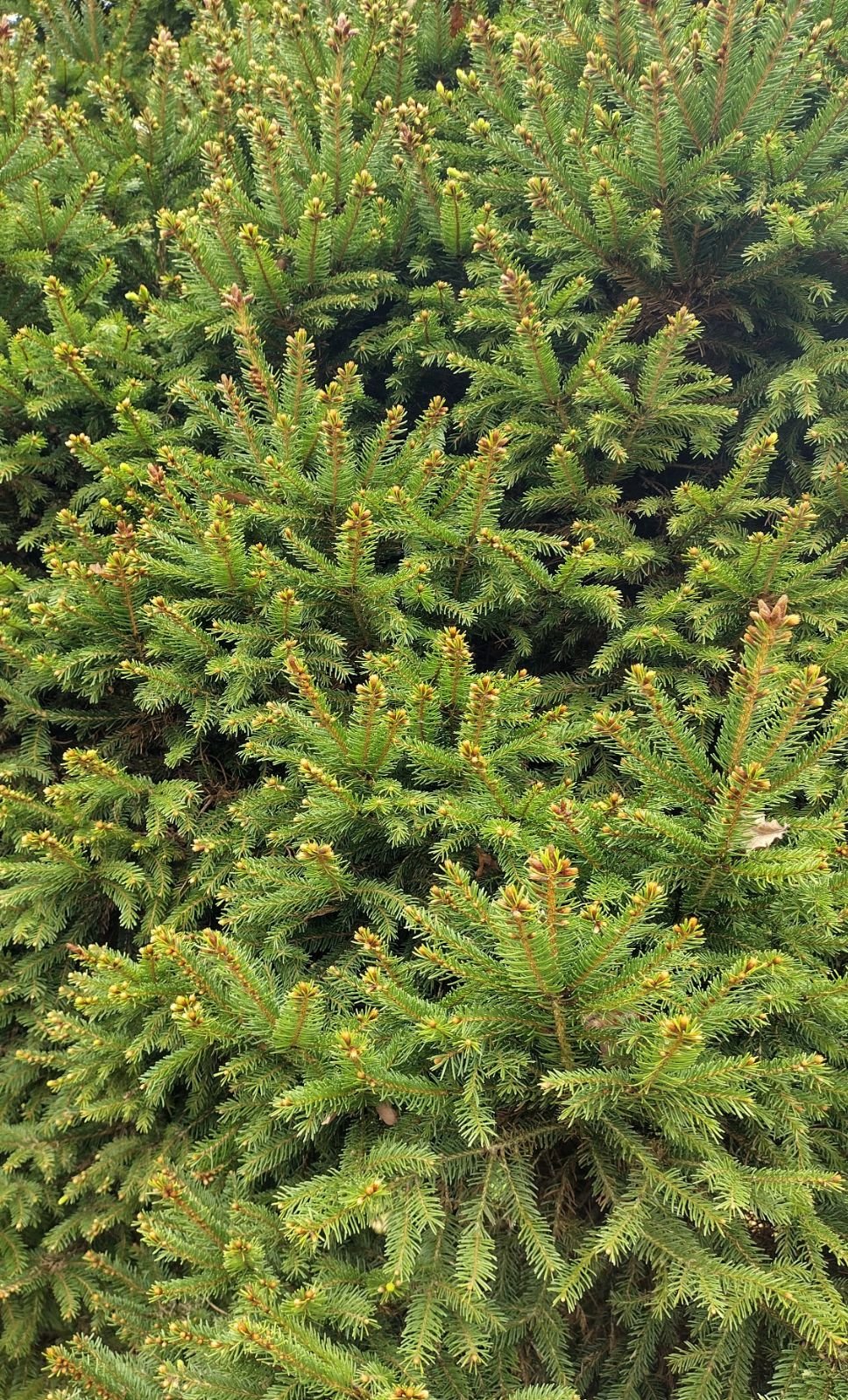Norway Spruce Reflexa (Picea abies) - Ladybird Nursery