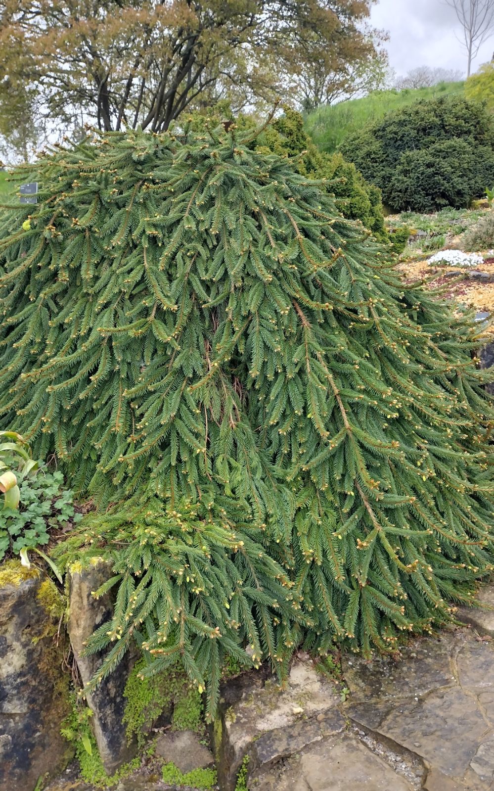 Norway Spruce Reflexa (Picea abies)