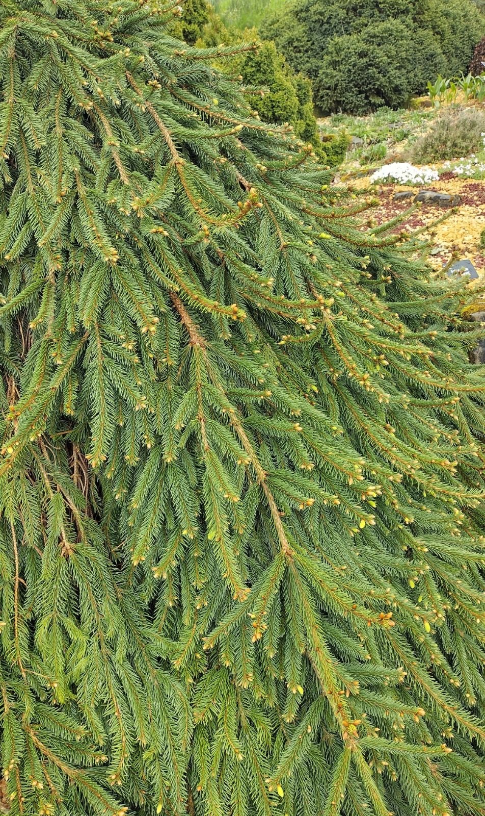 Norway Spruce Reflexa (Picea abies) - Ladybird Nursery