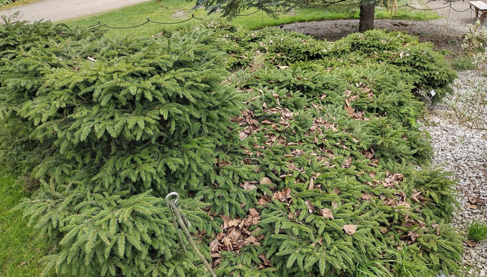 Norway Spruce Reflexa (Picea abies) - Ladybird Nursery