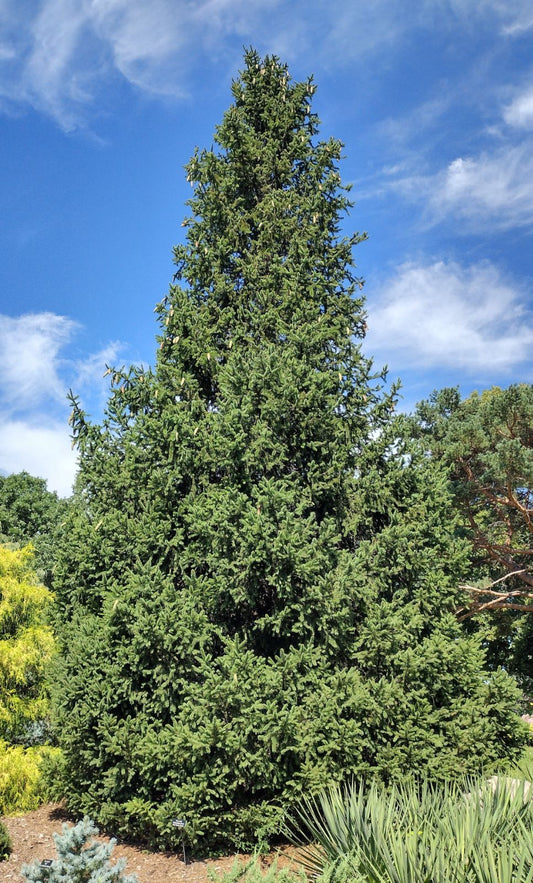 Norway Spruce Reflexa (Picea abies)