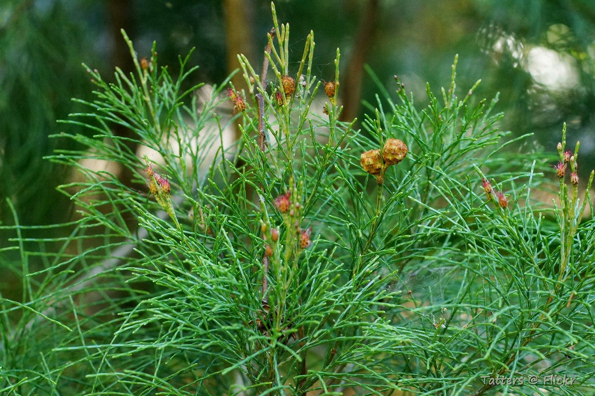 She-oak (Gymnostoma australianum)