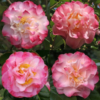 Camellia Nuccios Jewel (Camellia japonica) - Ladybird Nursery