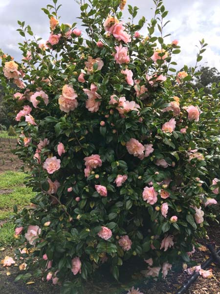 Camellia Nuccios Pink Lace (Camellia japonica)