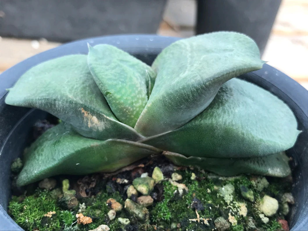 Cow Tongue Cosmo Cactus (Gasteraloe)