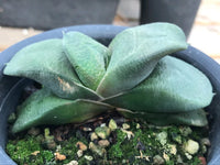 Cow Tongue Cosmo Cactus (Gasteraloe) - Ladybird Nursery