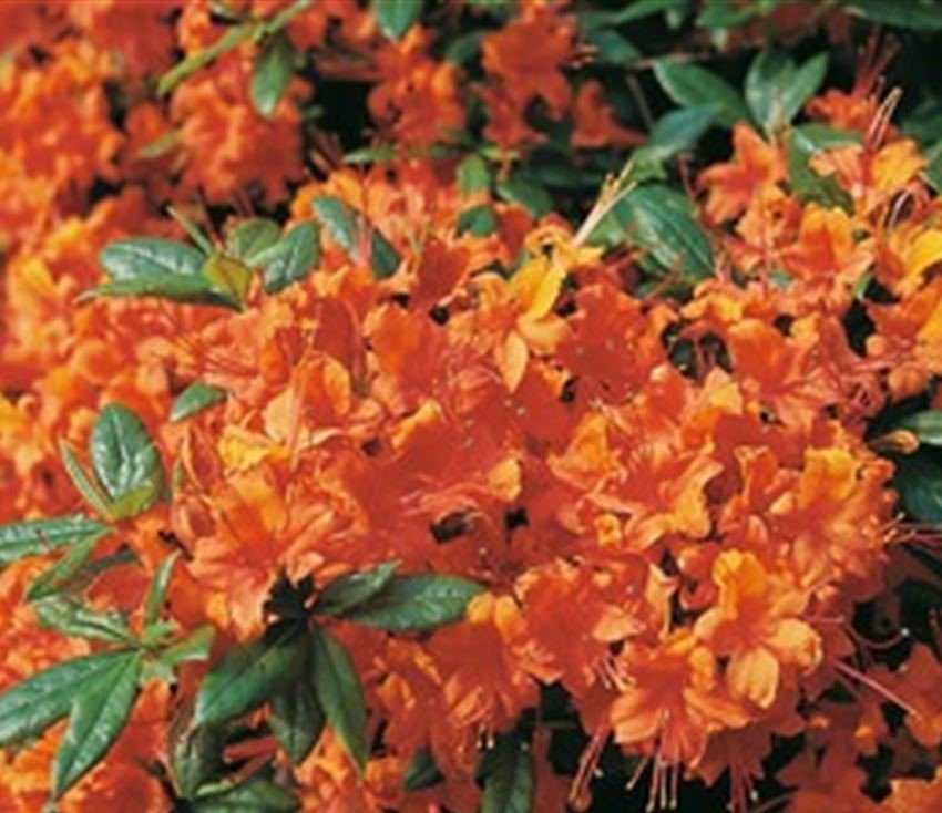 Azalea coccinea - Ladybird Nursery