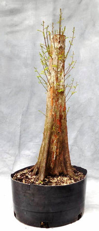 Bonsai Starter Bald Cypress (Taxodium distichum)