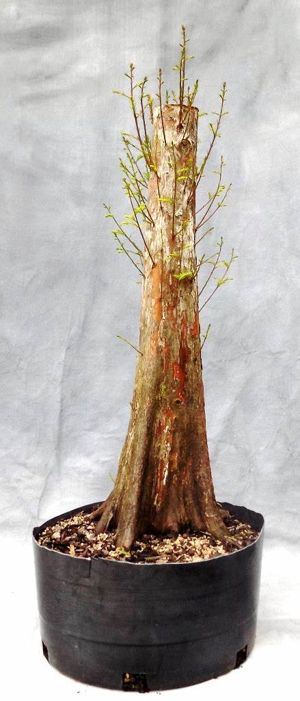 Bonsai Starter Bald Cypress (Taxodium distichum) - Ladybird Nursery