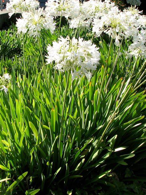 Agapanthus Dwarf White (Dwarf Agapanthus)