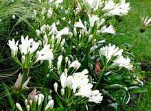 Agapanthus Dwarf White (Dwarf Agapanthus)