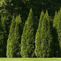Arborvitae Shirls Supreme (Thuja orientalis) - Ladybird Nursery