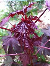 African Rosemallow (Hibiscus acetosella)