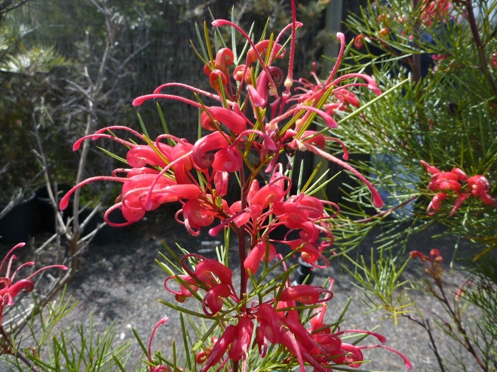 Grevillea Bon Accord