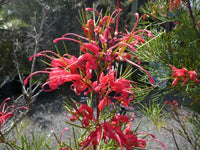 Grevillea Bon Accord - Ladybird Nursery