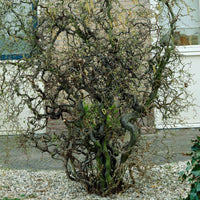 Corkscrew Hazel Contorta (Corylus avellana)