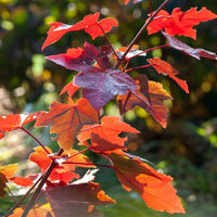 Red Maple Autumn (Acer rubrum) - Ladybird Nursery