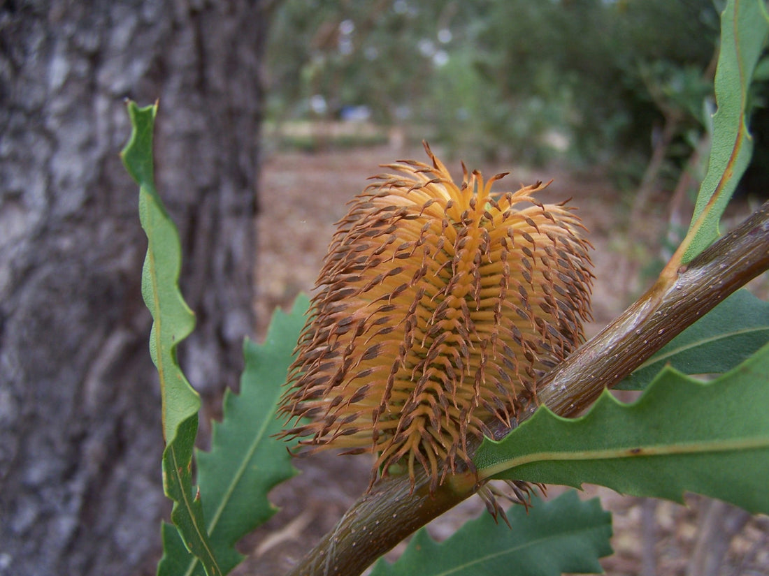 Oak - leaved Banksia (Banksia quercifolia) - Ladybird Nursery