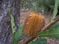 Oak-leaved Banksia (Banksia quercifolia)