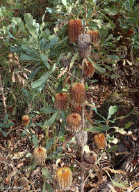 Oak - leaved Banksia (Banksia quercifolia) - Ladybird Nursery