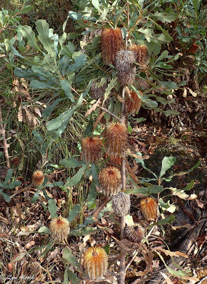 Oak - leaved Banksia (Banksia quercifolia) - Ladybird Nursery