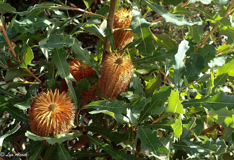 Oak-leaved Banksia (Banksia quercifolia)