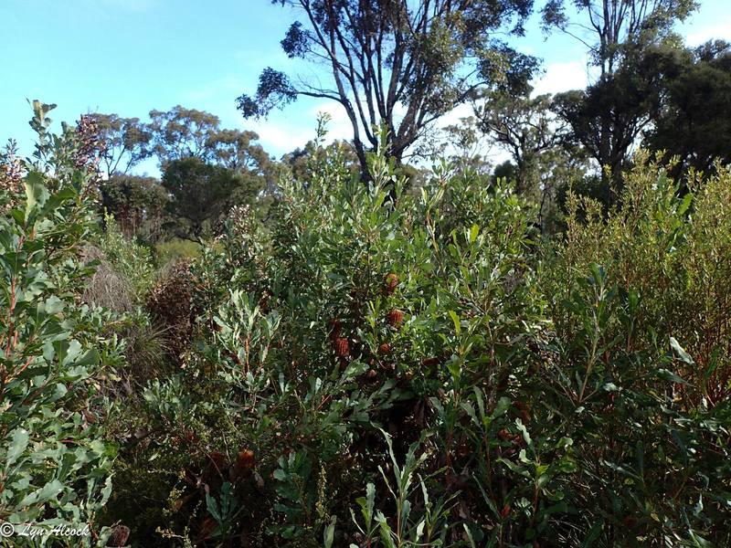 Oak - leaved Banksia (Banksia quercifolia) - Ladybird Nursery