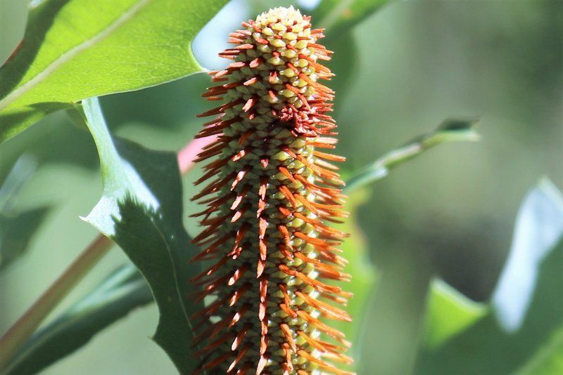 Oak - leaved Banksia (Banksia quercifolia) - Ladybird Nursery