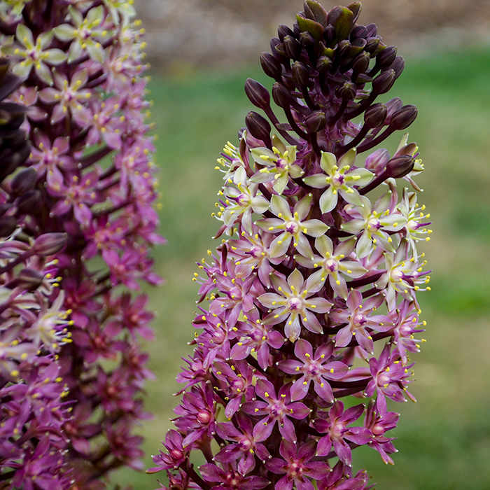 Oakhurst Pineapple Lily (Eucomis comosa) - Ladybird Nursery
