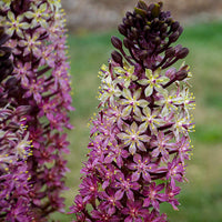 Oakhurst Pineapple Lily (Eucomis comosa)