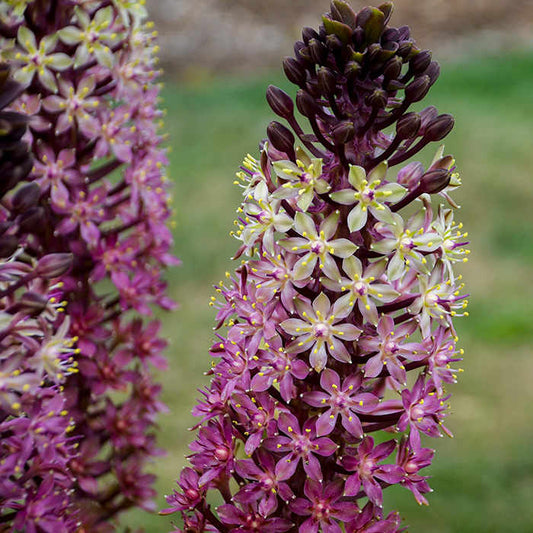 Oakhurst Pineapple Lily (Eucomis comosa)