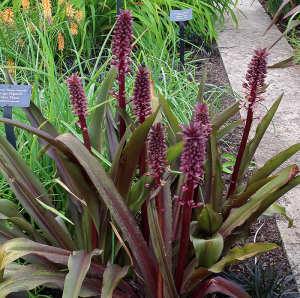 Oakhurst Pineapple Lily (Eucomis comosa) - Ladybird Nursery