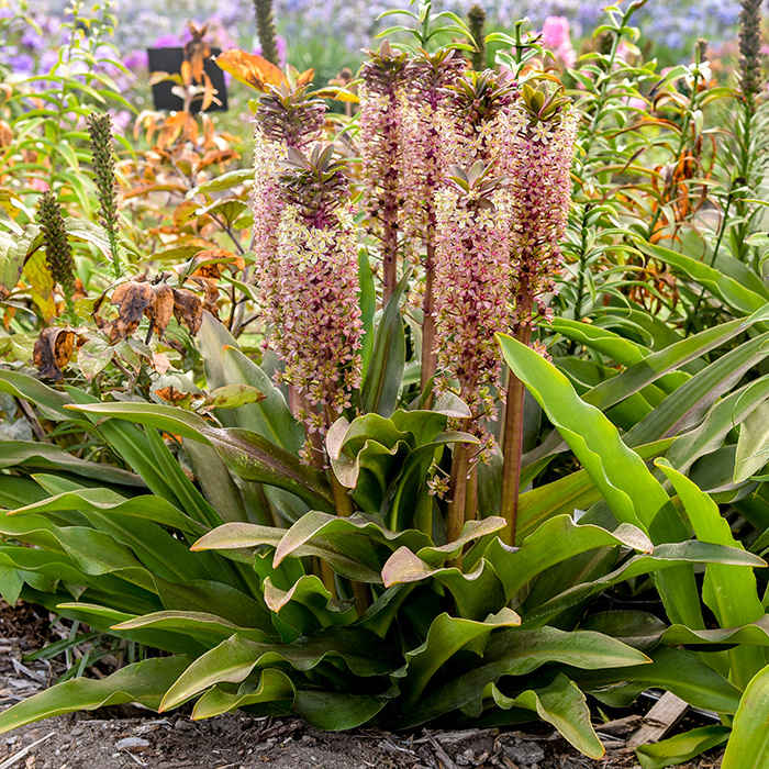 Oakhurst Pineapple Lily (Eucomis comosa)