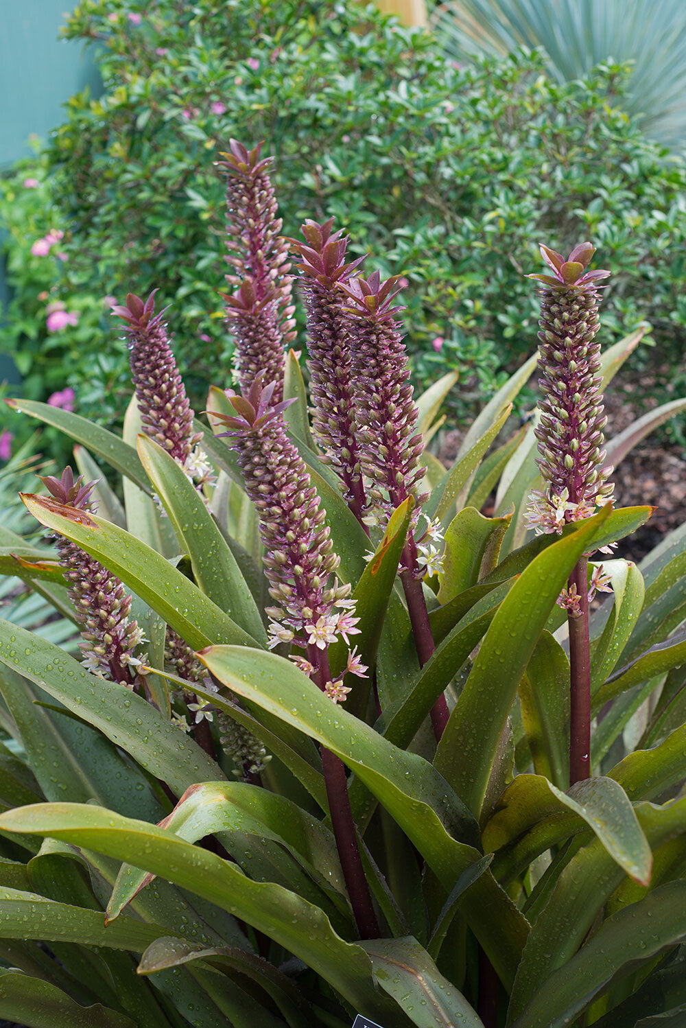 Oakhurst Pineapple Lily (Eucomis comosa)