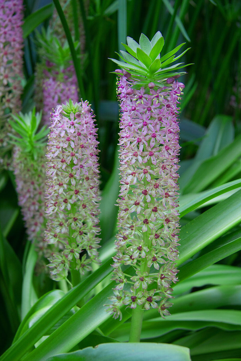 Oakhurst Pineapple Lily (Eucomis comosa)