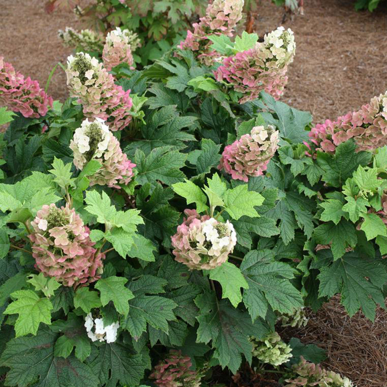 Oakleaf Hydrangea Munchkin (Hydrangea quercifolia)