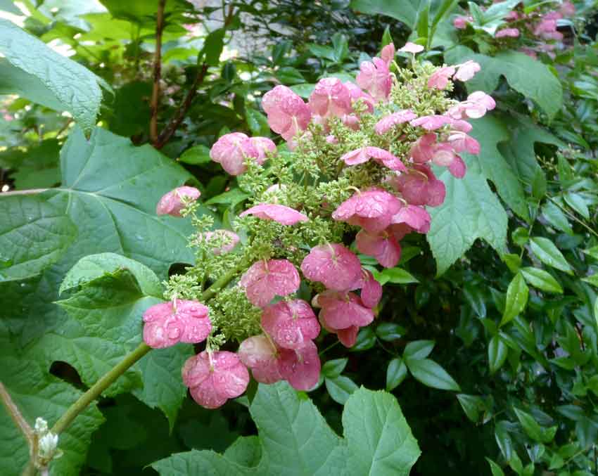 Oakleaf Hydrangea Munchkin (Hydrangea quercifolia) - Ladybird Nursery