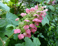 Oakleaf Hydrangea Munchkin (Hydrangea quercifolia)