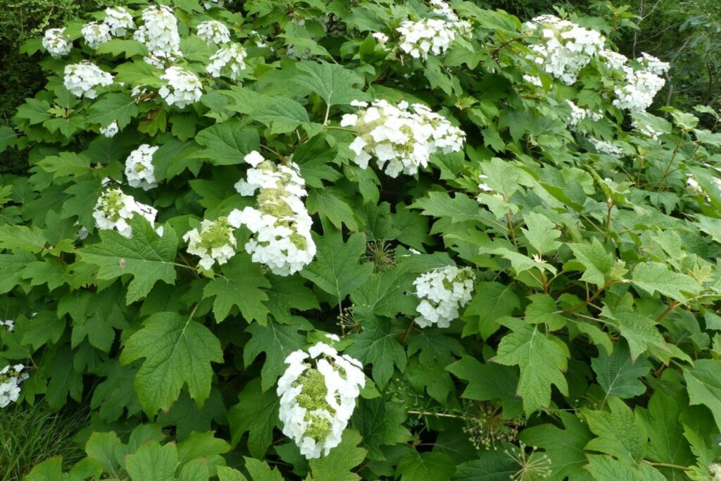 Oakleaf Hydrangea Oak Leaf (Hydrangea quercifolia)