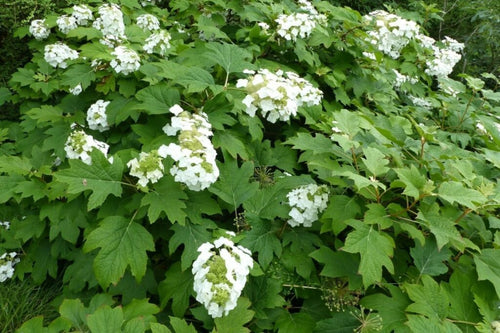 Oakleaf Hydrangea Oak Leaf (Hydrangea quercifolia) - Ladybird Nursery