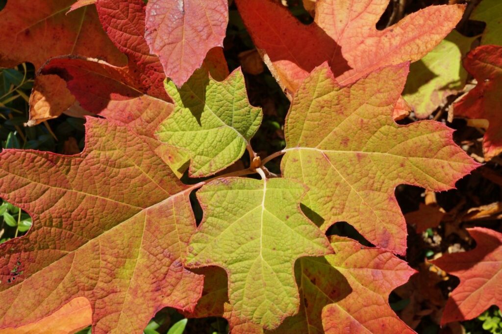 Oakleaf Hydrangea Oak Leaf (Hydrangea quercifolia) - Ladybird Nursery