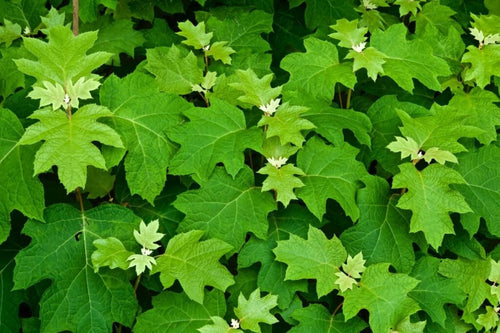 Oakleaf Hydrangea Oak Leaf (Hydrangea quercifolia) - Ladybird Nursery