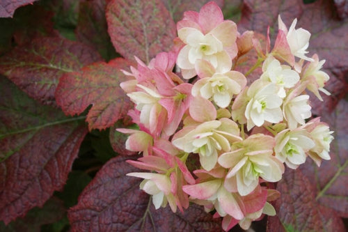 Oakleaf Hydrangea Oak Leaf (Hydrangea quercifolia) - Ladybird Nursery